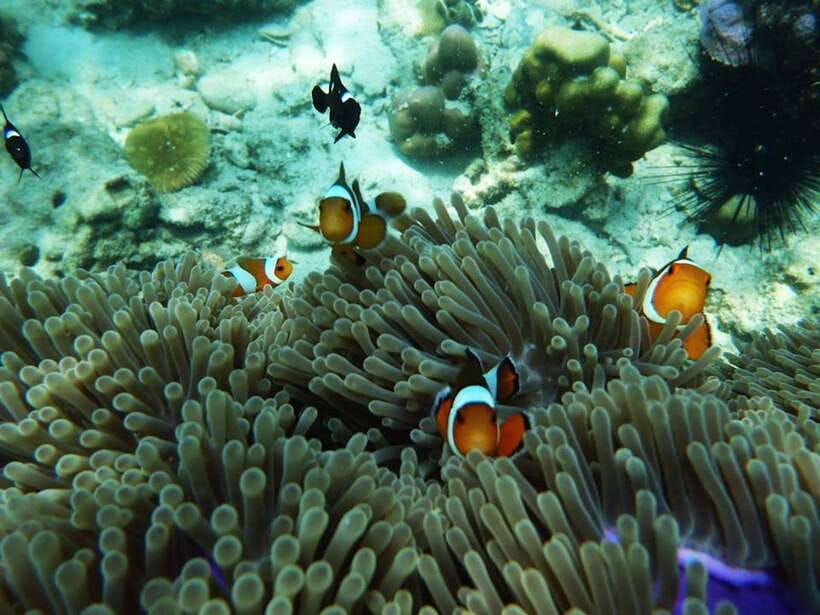 Koh Lanta: 4 Islands and Emerald Cave Snorkeling Trip - The Practicalities