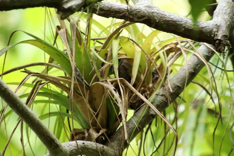 From Puerto Vallarta: 2-Hour Guided Sierra Vallejo Hike - A Closer Look at the Sierra Vallejo Hike Experience