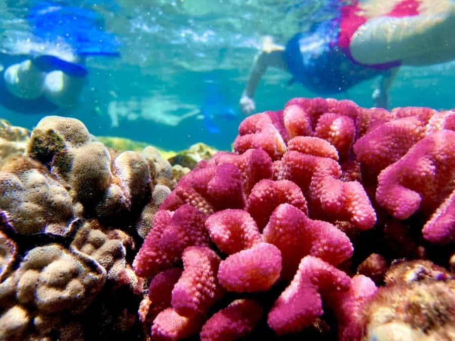 Hilo's Tropical Reef & Wildlife Boat Snorkel Adventure - Discover Hilos Coastal Wonders with a Snorkel Adventure