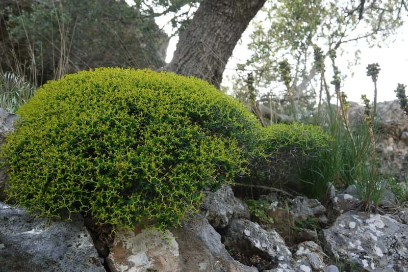 Heraklion Crete: Imbros Gorge Hike - Practical Tips for Participants
