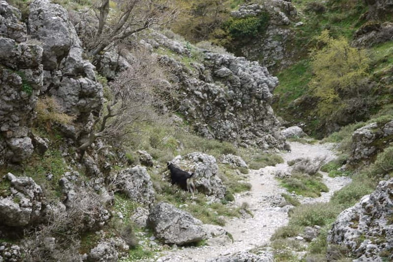 Heraklion Crete: Imbros Gorge Hike - Price and Value