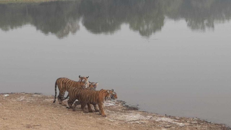 From Jaipur: Ranthambore Tiger Safari Overnight Tour - Who This Tour Is Best For
