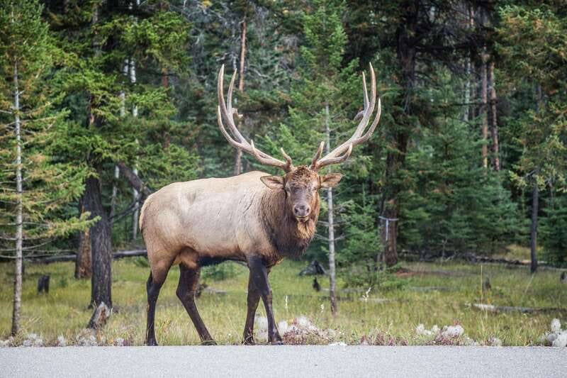 Banff: Journey to the Heart of the Canadian Rockies (2 Days) - Final Thoughts