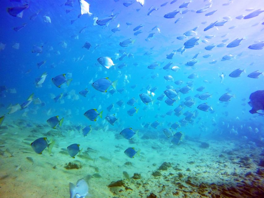 Gold Coast: Snorkelling in Wave Break Island - Final Thoughts: Who Is It Best For?