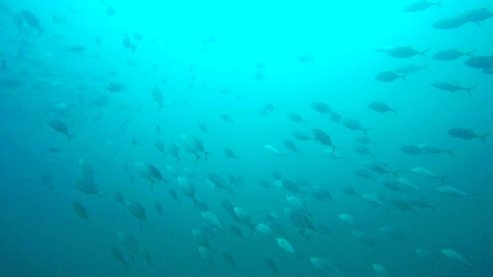 Gold Coast: 3-Day PADI Open Water Course - Practical Details and What to Expect