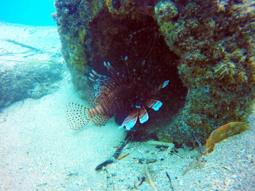 Gold Coast: 3-Day PADI Open Water Course - Who Should Consider This Experience?