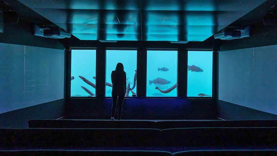 Queenstown: Hidden Underwater Theatre Experience - Practical Details: What to Expect