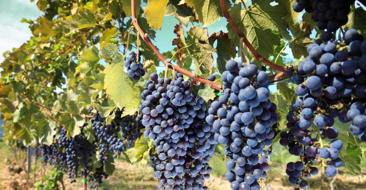 From Madrid: Alcalá de Henares, Winery Tour & Wine Tasting - Exploring Alcalá de Henares: A UNESCO World Heritage Site