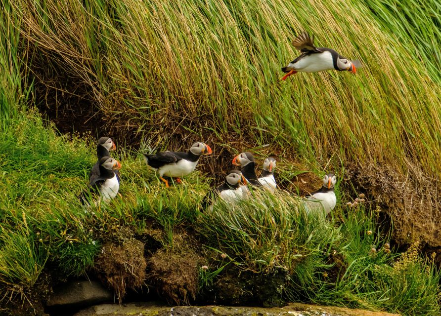 Reykjavík: RIB Speed-Boat Puffin Watching Tour - Key Points