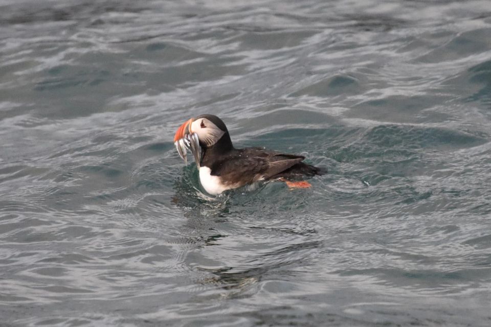 Reykjavík: RIB Speed-Boat Puffin Watching Tour - Reykjavík: RIB Speed-Boat Puffin Watching Tour