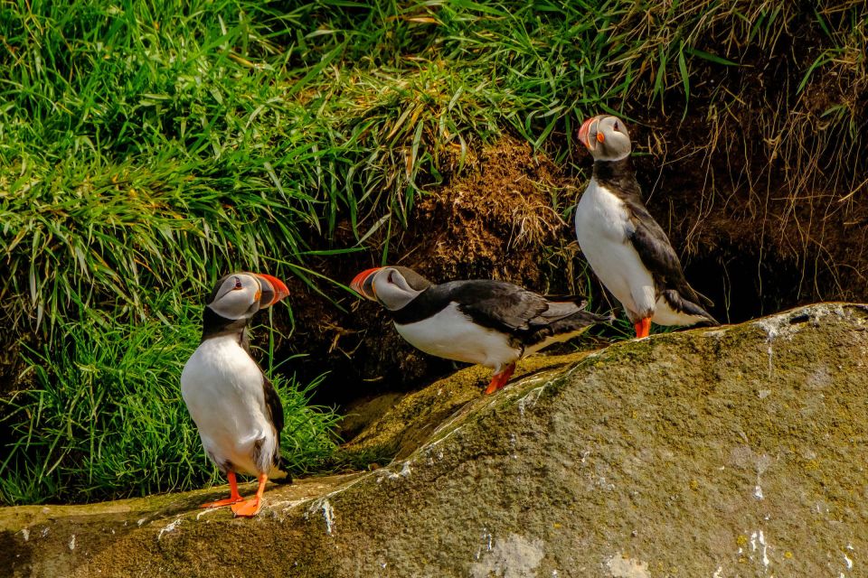 Reykjavík: RIB Speed-Boat Puffin Watching Tour - Practical Considerations