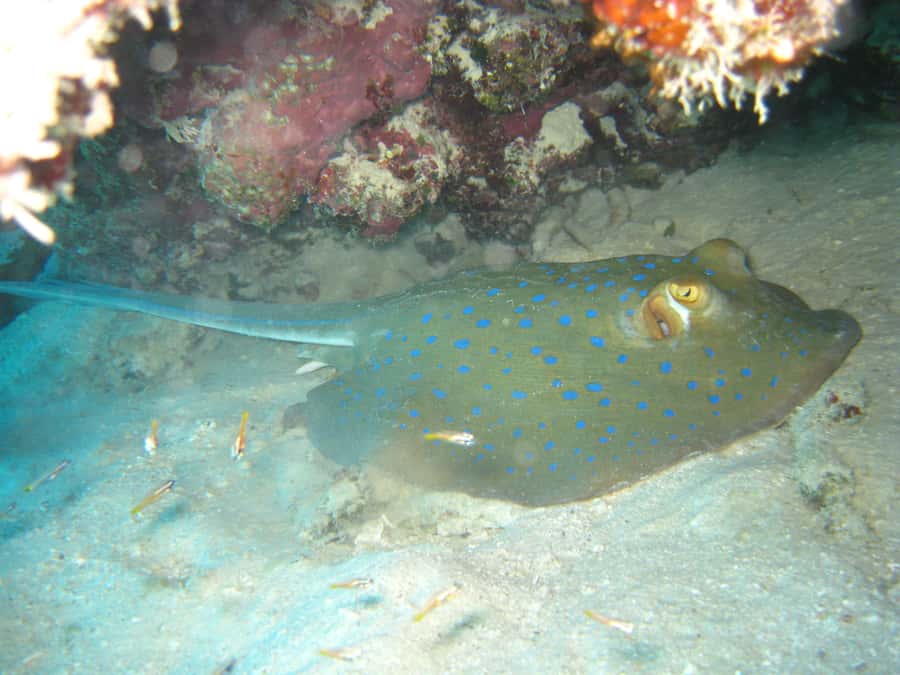 Townsville & Magnetic Island: Reef Explorer Snorkel Trip - FAQ