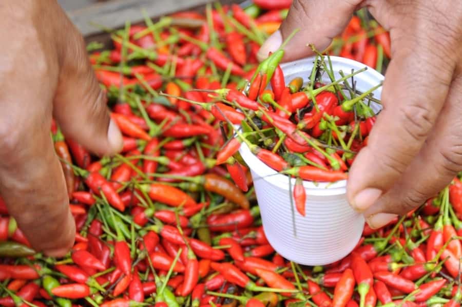 Belém: Ver-o-Peso Market and Full-Day City Tour with Lunch - A Closer Look at the Belém Tour Experience