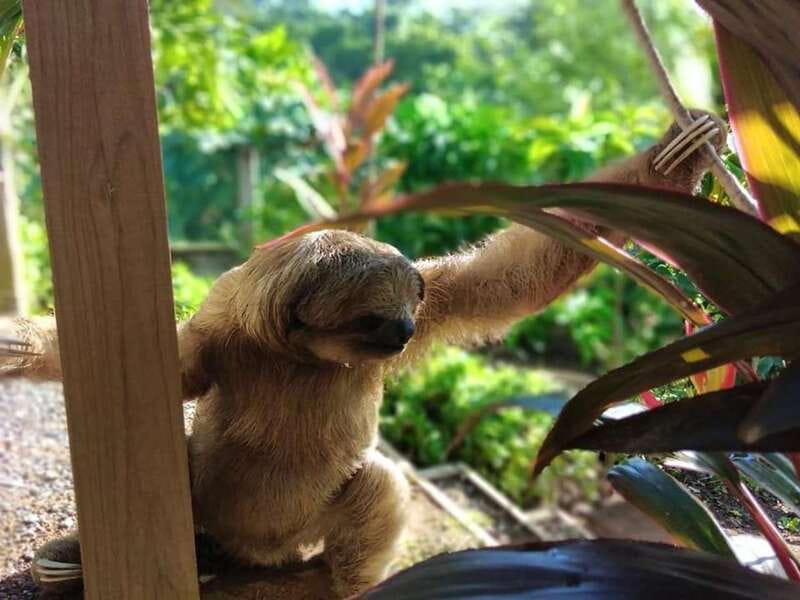 Roatán: Private Monkey and Sloth Sanctuary Tour - A Deep Dive into Roatán’s Wildlife Sanctuaries