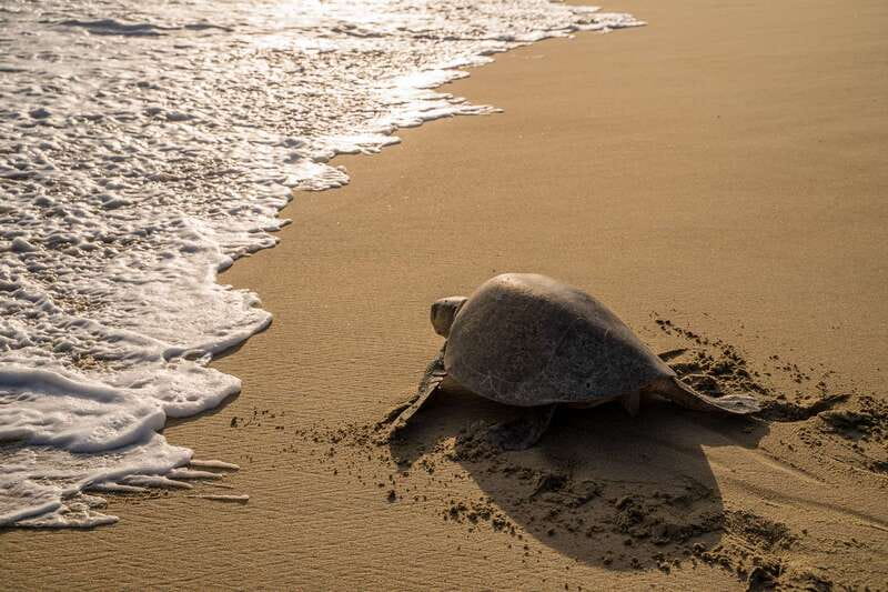 Puerto Escondido: Turtle Release Experience - Puerto Escondido: Turtle Release Experience