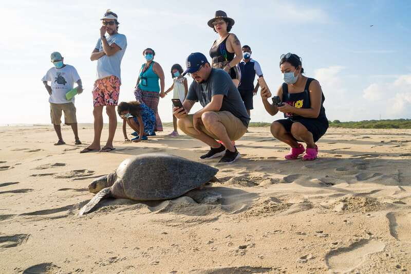 Puerto Escondido: Turtle Release Experience - Value and Practical Considerations