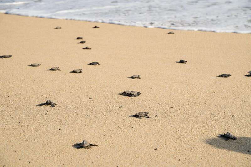 Puerto Escondido: Turtle Release Experience - FAQ