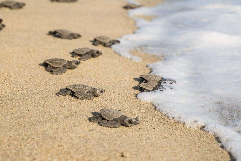 Puerto Escondido: Turtle Release Experience - The Sum Up