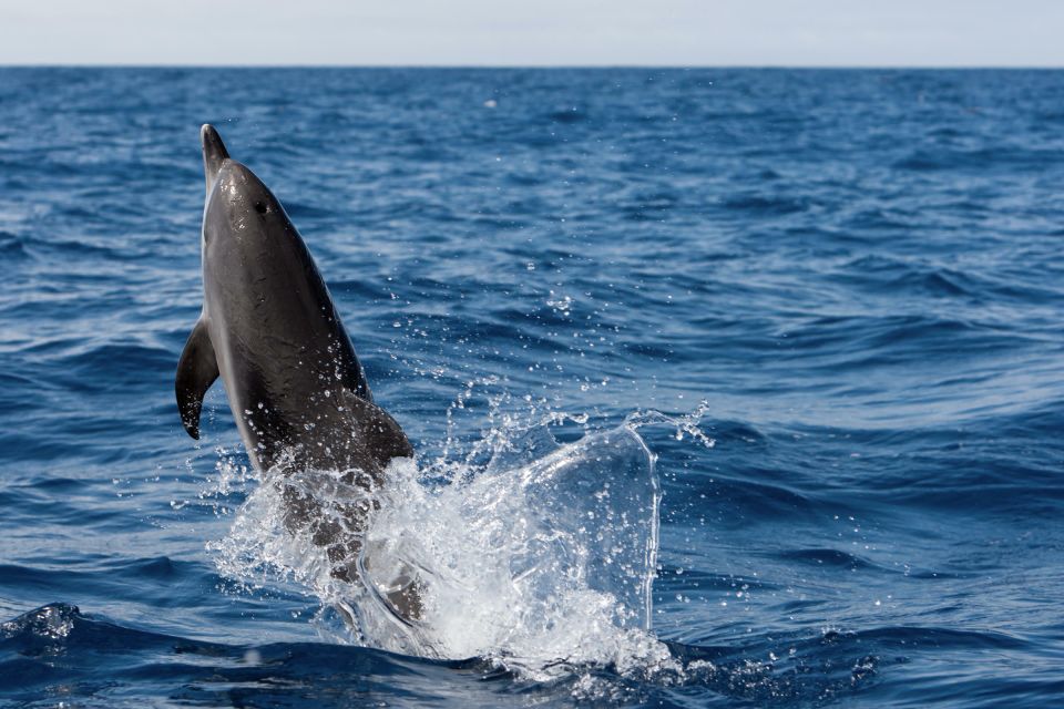Cape May: 2-Hour Dolphin Watching Cruise - Authentic Experiences & Traveler Feedback