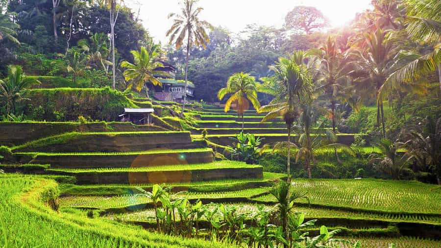 Ubud: Balinese Wood Carving Class & Rice Terrace Experience - A Deep Dive into the Experience