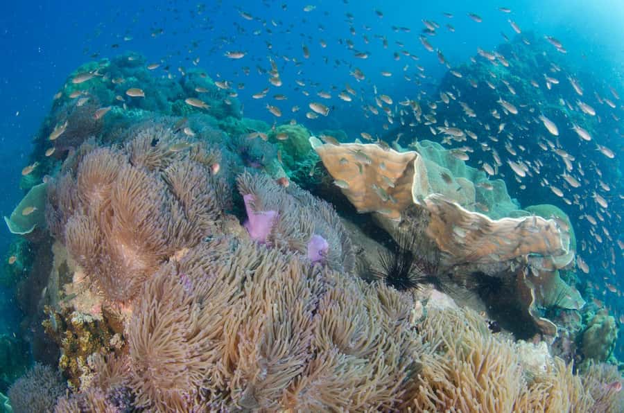 Koh Kood: 3-Day PADI Open Water SCUBA Diving Course - A Closer Look at the 3-Day PADI Course on Koh Kood