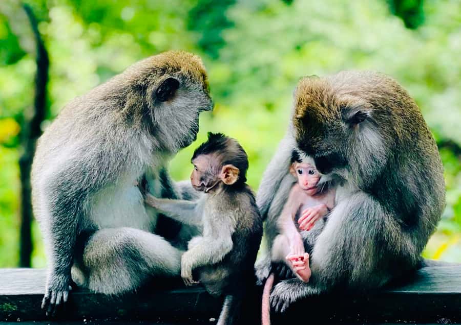 Ubud: Monkey Forest Sanctuary & Jungle Swing Tour - FAQ