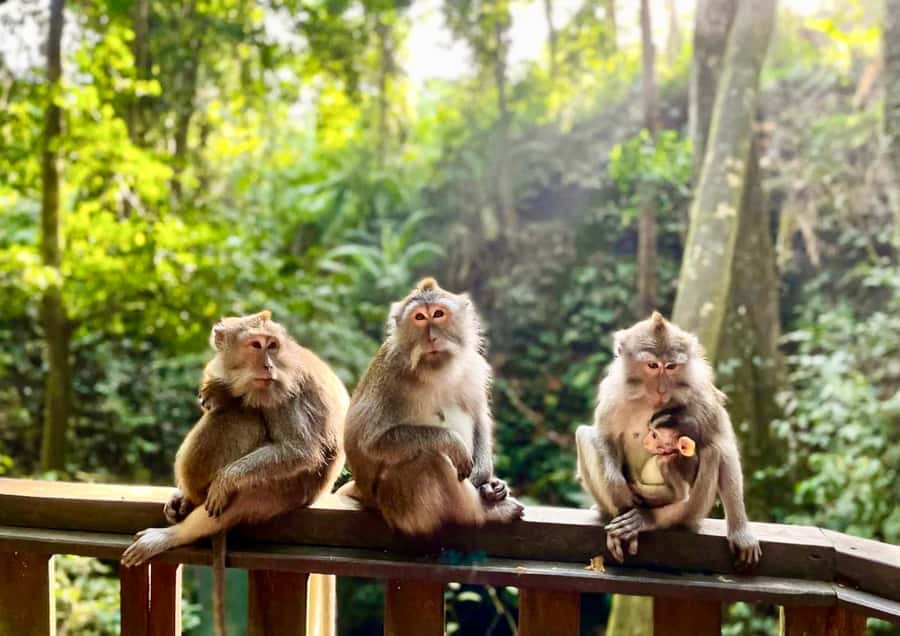 Ubud: Monkey Forest Sanctuary & Jungle Swing Tour - Good To Know