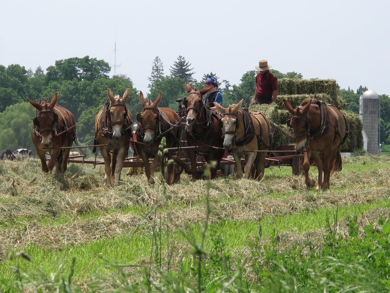 Private Lancaster County Amish Tour from Philadelphia - A Detailed Look at the Lancaster Amish Tour Experience
