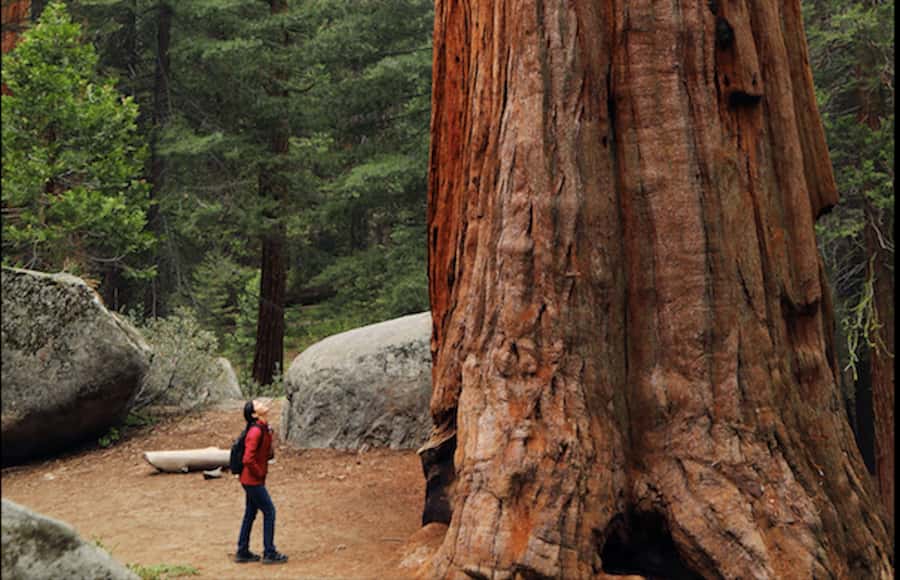 From San Francisco: Redwoods, Coast, and Sausalito Tour - Why This Tour Offers Great Value