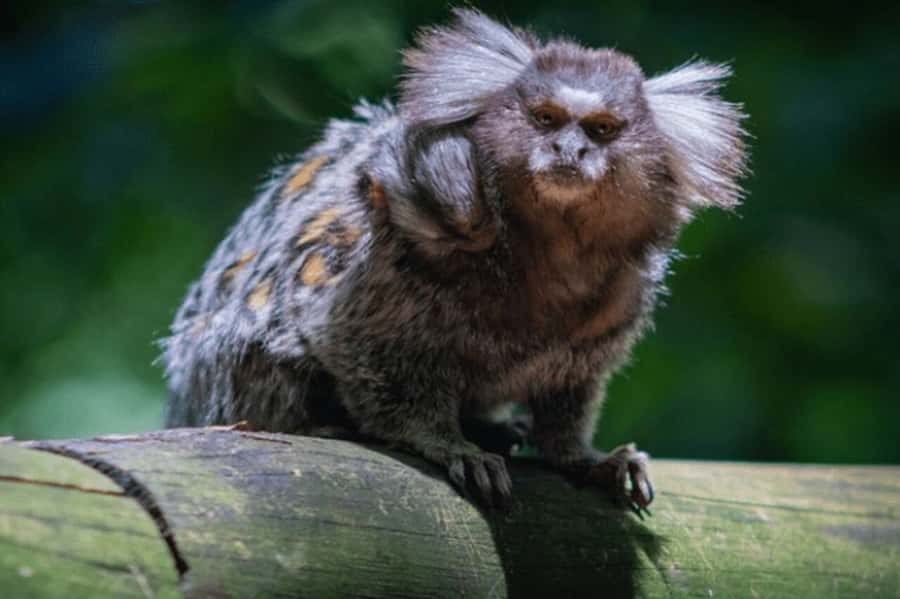 São Paulo: Atlantic Forest Hike in Jaraguá Park with Picnic - Who Will Love This Tour?