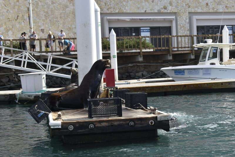 Cabo San Lucas: Glass Bottom Boat Tour to Land's End - Key Points