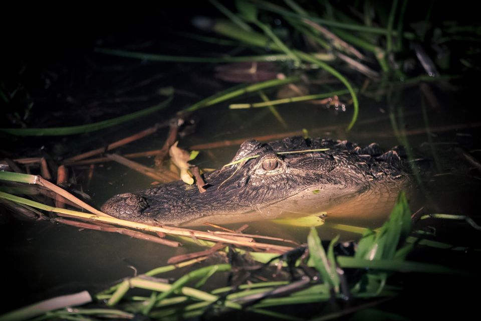 Kissimmee: Boggy Creek Airboats Adventures Night Tour Ticket - A Closer Look at the Boggy Creek Airboats Night Tour