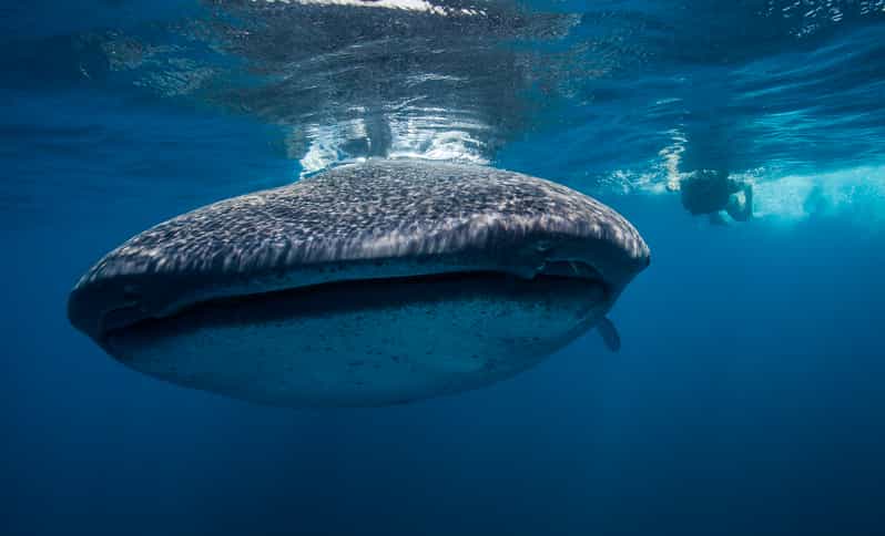 Cancún: Swim with Whale Sharks & Playa Norte Beach - In-Depth Look at the Experience