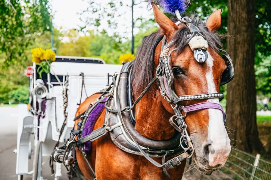 NYC: Guided Central Park Horse Carriage Ride - What Makes This Tour Stand Out