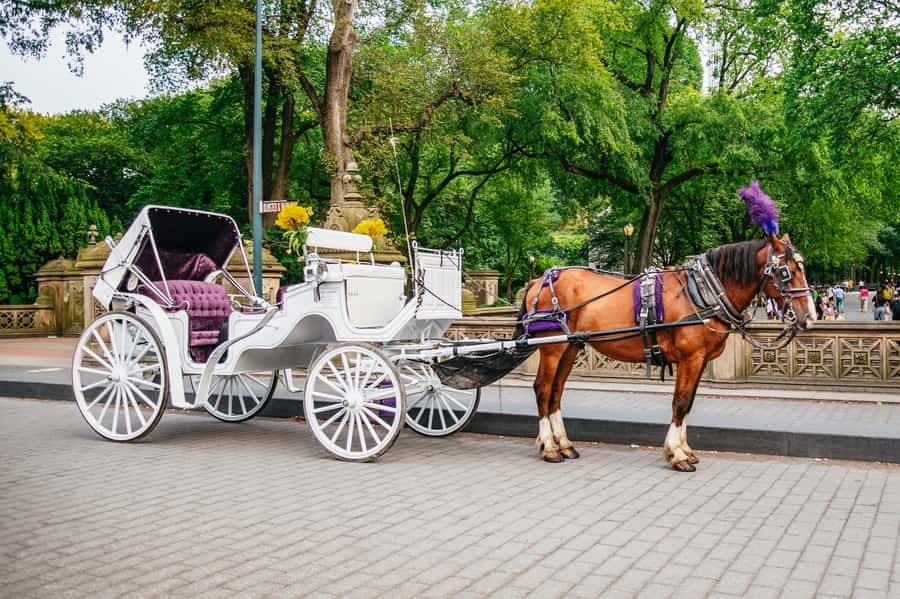NYC: Guided Central Park Horse Carriage Ride - Who Will Love This Tour?