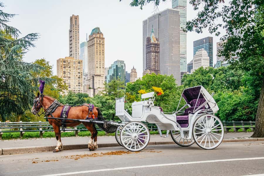 NYC: Guided Central Park Horse Carriage Ride - What to Expect During the Ride
