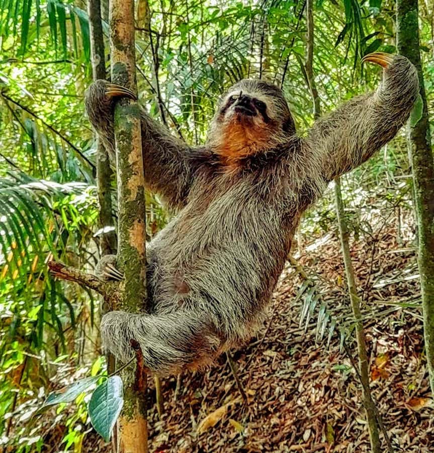 Tijuca Forest: Adventure & History Half-Day Hike - The Itinerary Breakdown