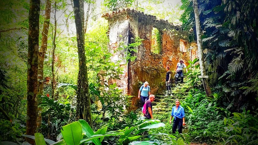 Tijuca Forest: Adventure & History Half-Day Hike - Key Points