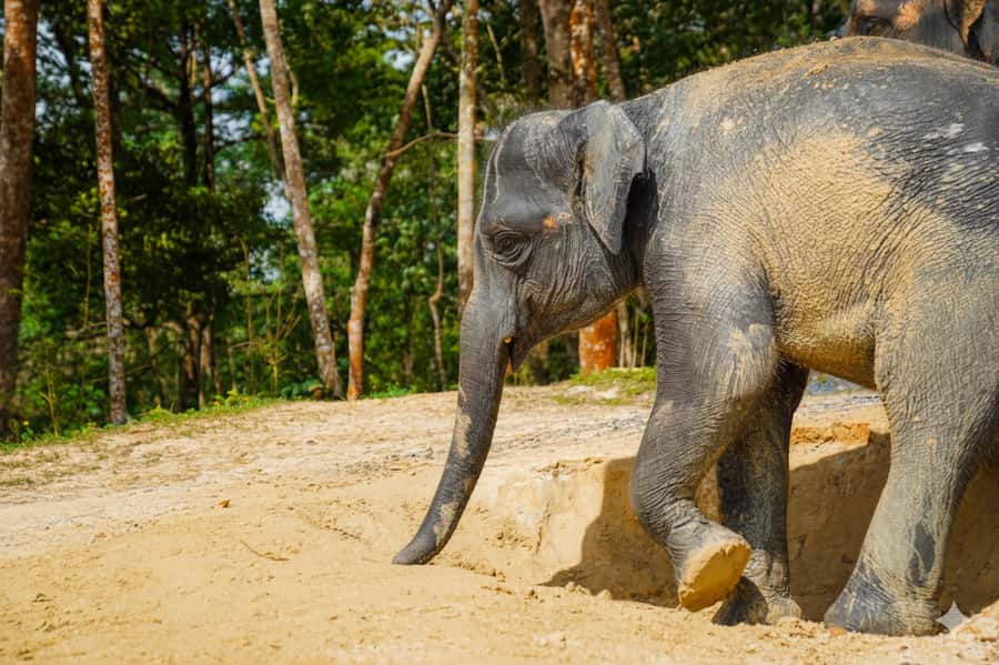 Phuket: Patong Ethical Elephant Sanctuary Tour with Transfer - What Sets This Tour Apart