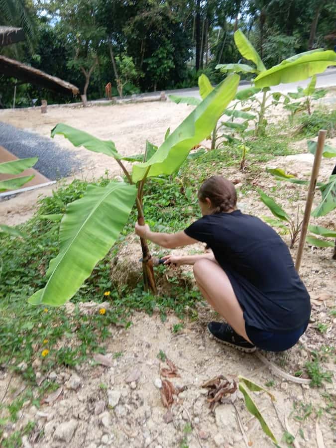 Phuket: Patong Ethical Elephant Sanctuary Tour with Transfer - Final Thoughts