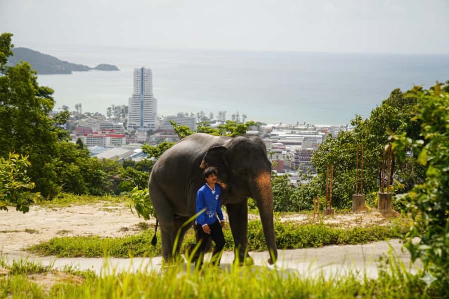 Phuket: Patong Ethical Elephant Sanctuary Tour with Transfer - Good To Know
