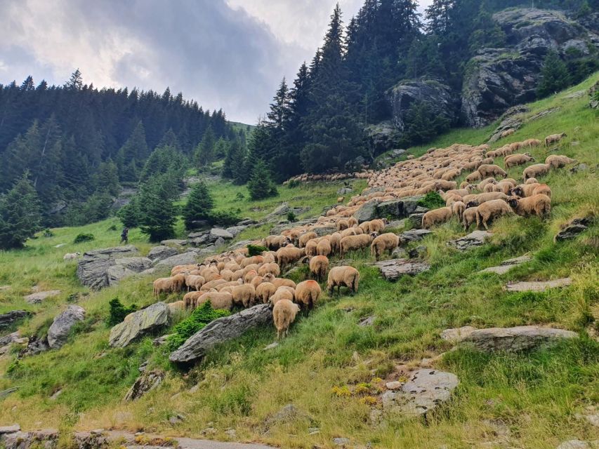 2 Day Private Tour from Bucharest in Transylvania - Exploring Romania in Two Days: What to Expect