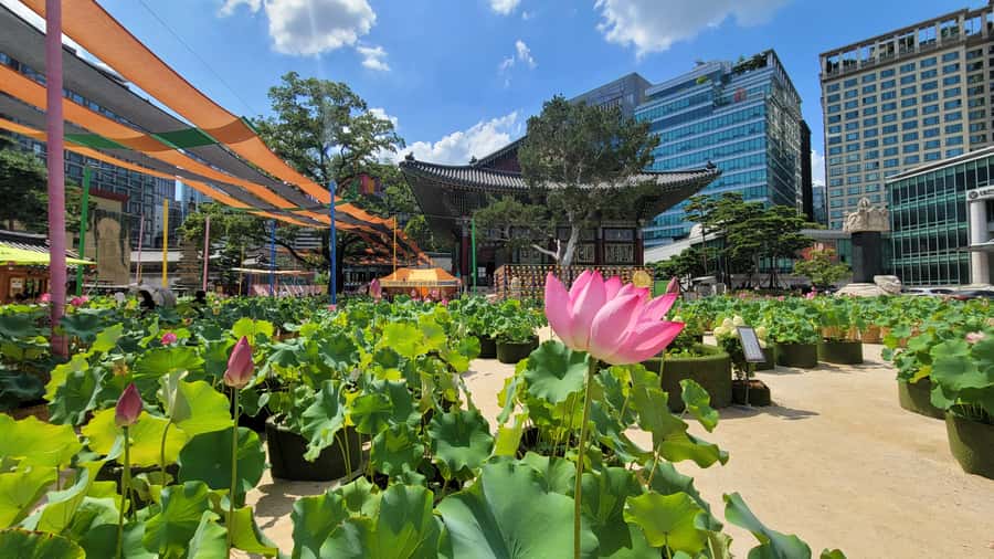 Seoul: Gyeongbokgung Palace, Jogyesa Temple, Bukchon Village - Final Thoughts: Who Will Love This Experience?