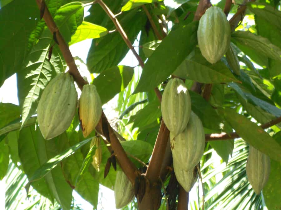 Tea Plantations By Tuk Tuk & Diyaluma Waterfall with Picnic - Key Points