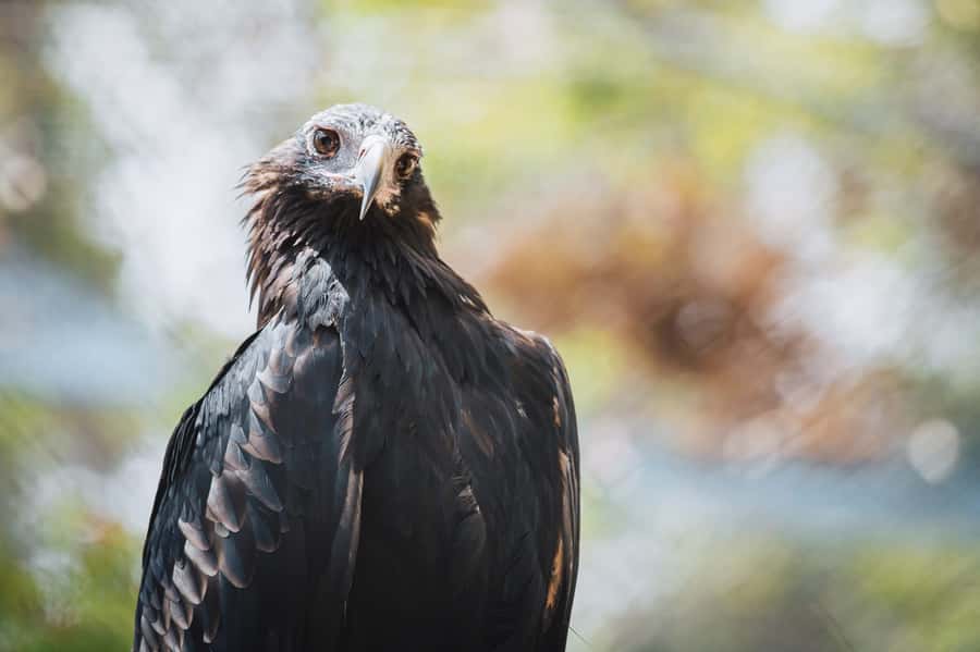 Margaret River: Birds of Prey Encounter and Forest Walk - Frequently Asked Questions