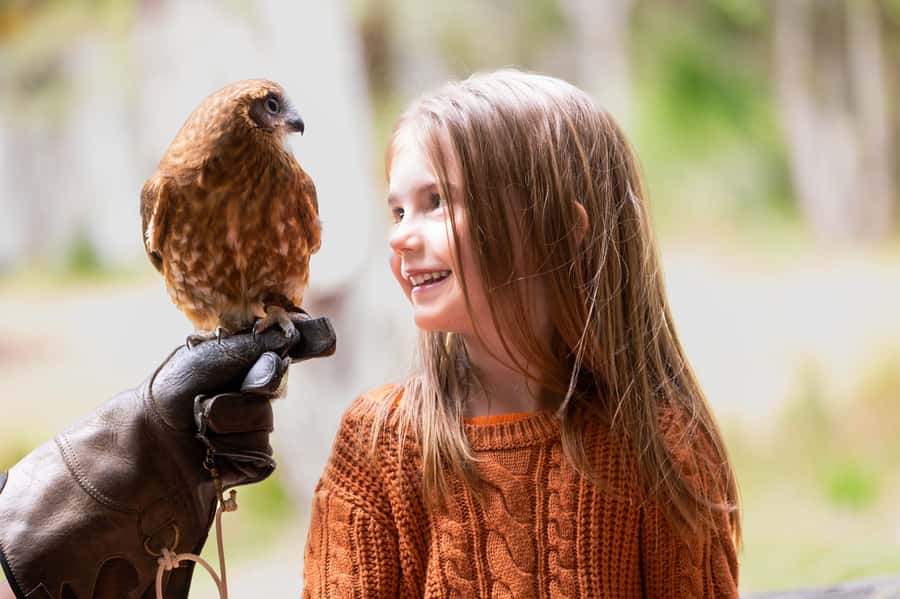 Margaret River: Birds of Prey Encounter and Forest Walk - Why This Tour Is a Great Choice