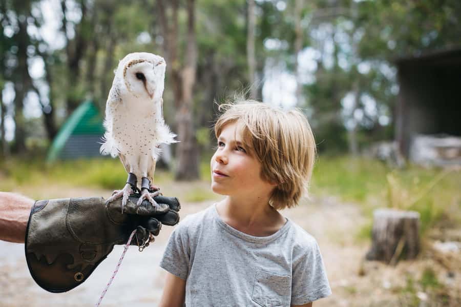 Margaret River: Birds of Prey Encounter and Forest Walk - A Deep Dive into the Experience