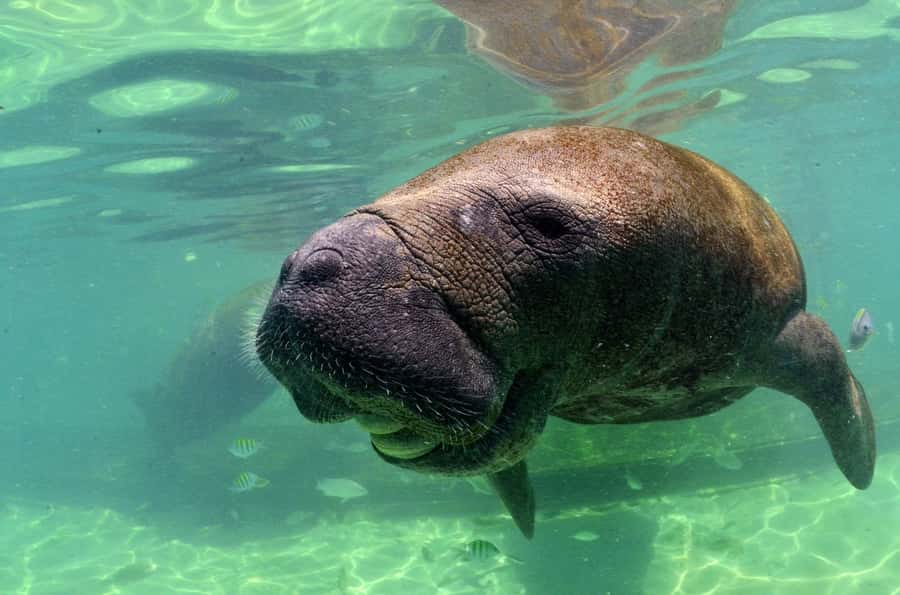 Cancun: Manatee Swimming on Isla Mujeres with Buffet Lunch - Authentic Experiences and Real Traveler Insights
