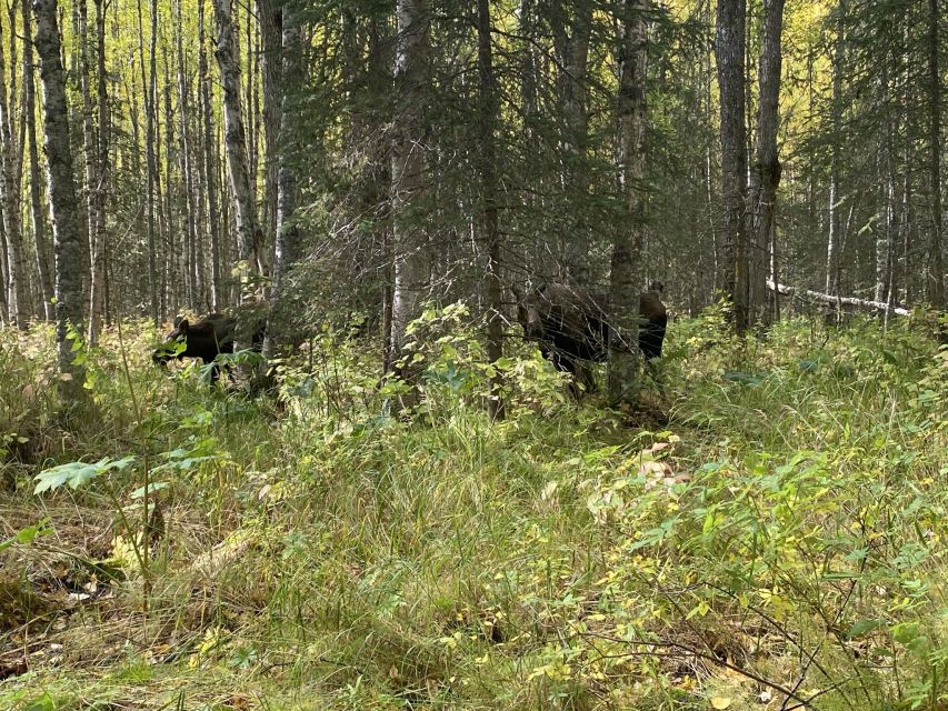 From Anchorage: Chugach State Park Walk with Naturalist - A Closer Look at the Experience