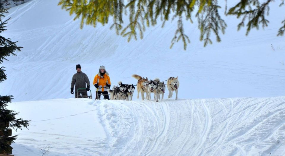 From Krakow: Dogsled Ride in Tatra Mountain - What You’ll Love About the Experience